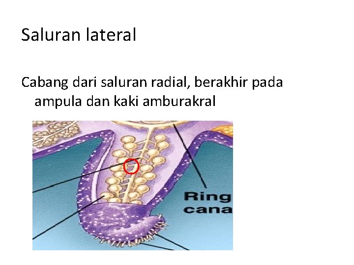 Saluran lateral Cabang dari saluran radial, berakhir pada ampula dan kaki amburakral 