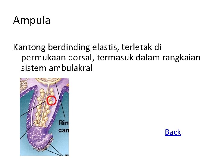 Ampula Kantong berdinding elastis, terletak di permukaan dorsal, termasuk dalam rangkaian sistem ambulakral Back