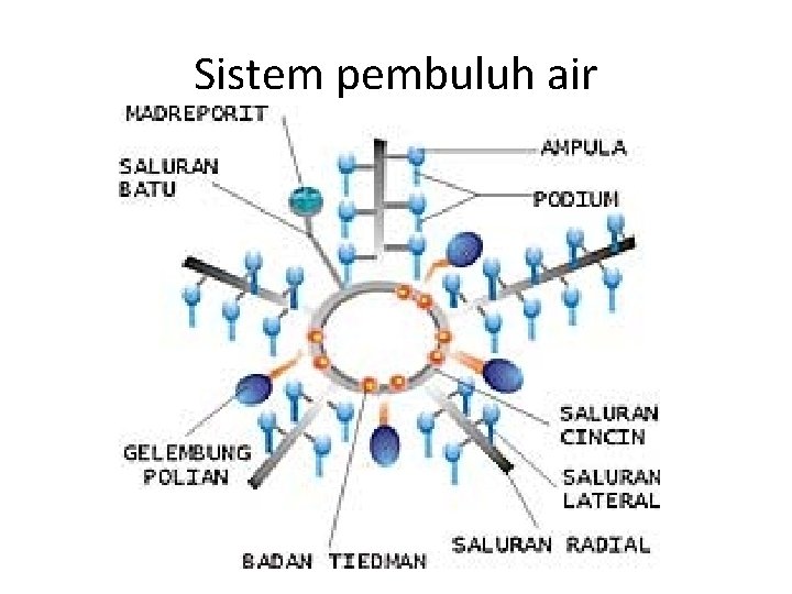 Sistem pembuluh air 