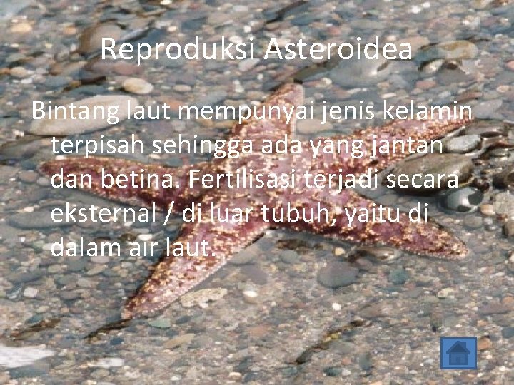 Reproduksi Asteroidea Bintang laut mempunyai jenis kelamin terpisah sehingga ada yang jantan dan betina.