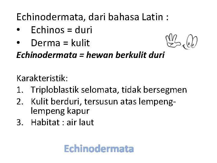 Echinodermata, dari bahasa Latin : • Echinos = duri • Derma = kulit Echinodermata