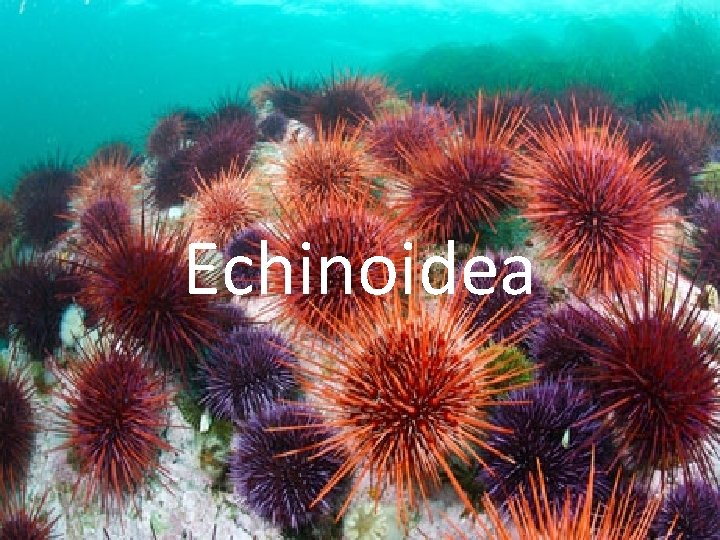 Echinoidea 