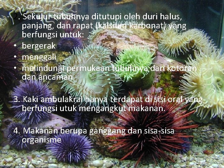2. Sekujur tubuhnya ditutupi oleh duri halus, panjang, dan rapat (kalsium karbonat) yang berfungsi