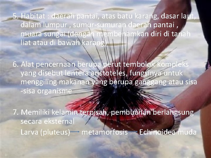 5. Habitat : daerah pantai, atas batu karang, dasar laut, dalam lumpur , sumur-sumuran