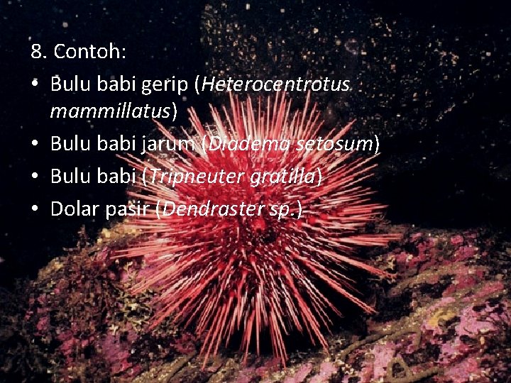 8. Contoh: • Bulu babi gerip (Heterocentrotus mammillatus) • Bulu babi jarum (Diadema setosum)