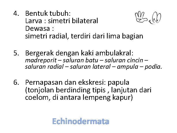 4. Bentuk tubuh: Larva : simetri bilateral Dewasa : simetri radial, terdiri dari lima