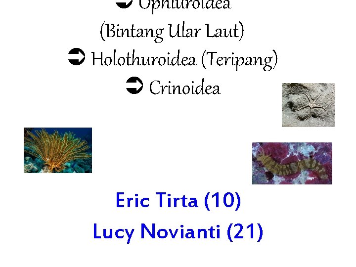  Ophiuroidea (Bintang Ular Laut) Holothuroidea (Teripang) Crinoidea Eric Tirta (10) Lucy Novianti (21)