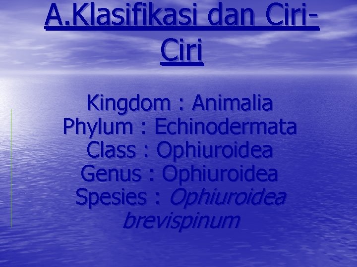 A. Klasifikasi dan Ciri Kingdom : Animalia Phylum : Echinodermata Class : Ophiuroidea Genus