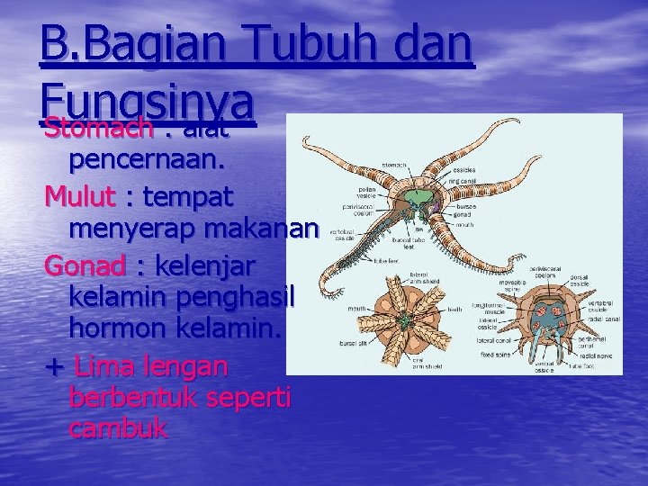 B. Bagian Tubuh dan Fungsinya Stomach : alat pencernaan. Mulut : tempat menyerap makanan