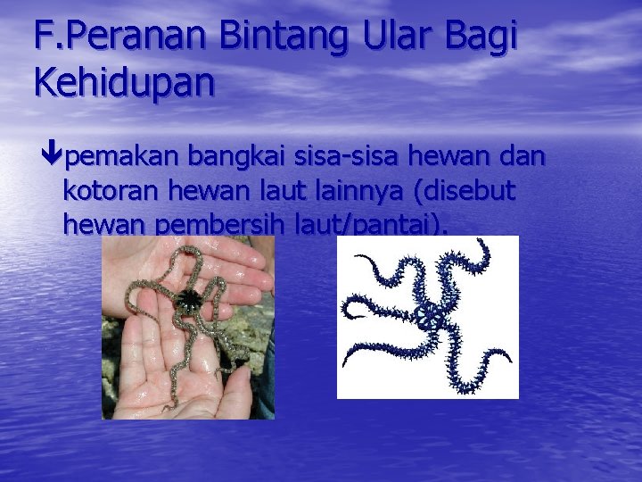 F. Peranan Bintang Ular Bagi Kehidupan pemakan bangkai sisa-sisa hewan dan kotoran hewan laut