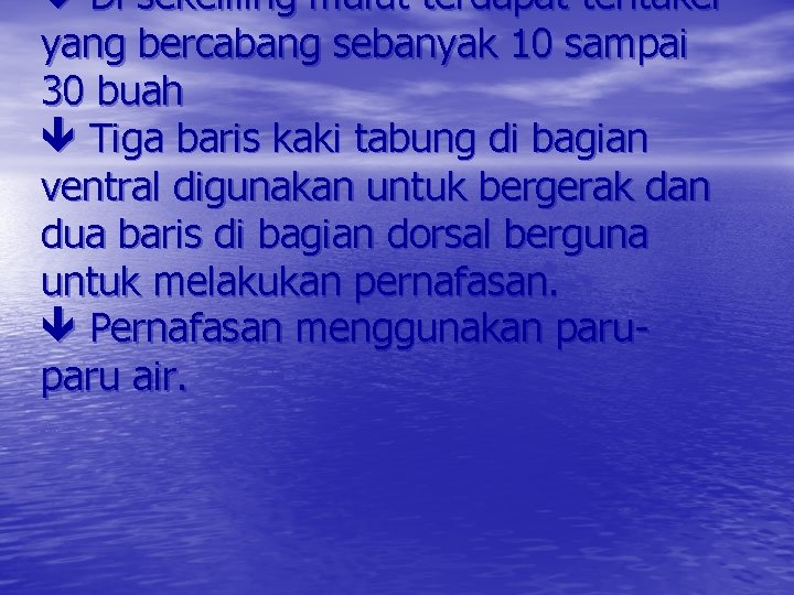  Di sekeliling mulut terdapat tentakel yang bercabang sebanyak 10 sampai 30 buah Tiga