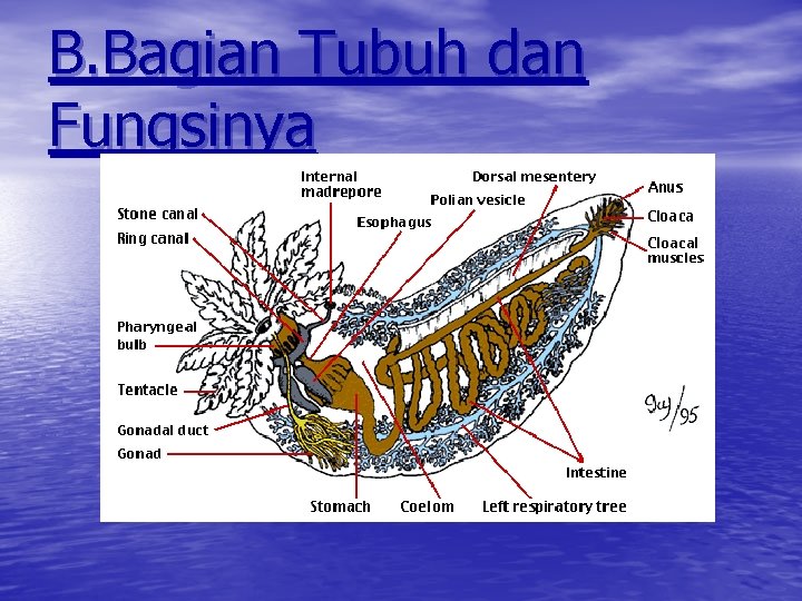 B. Bagian Tubuh dan Fungsinya 