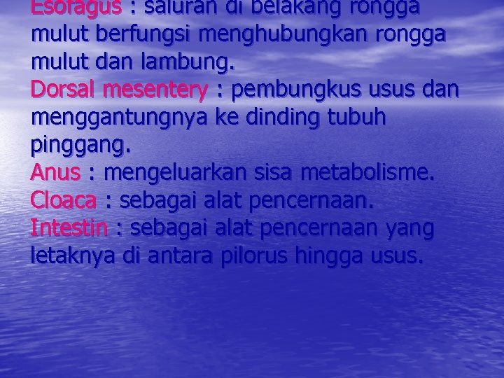 Esofagus : saluran di belakang rongga mulut berfungsi menghubungkan rongga mulut dan lambung. Dorsal