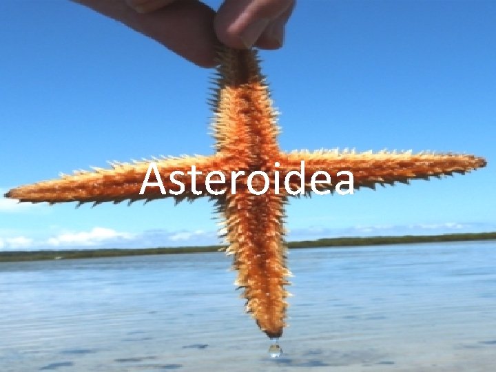 Asteroidea 