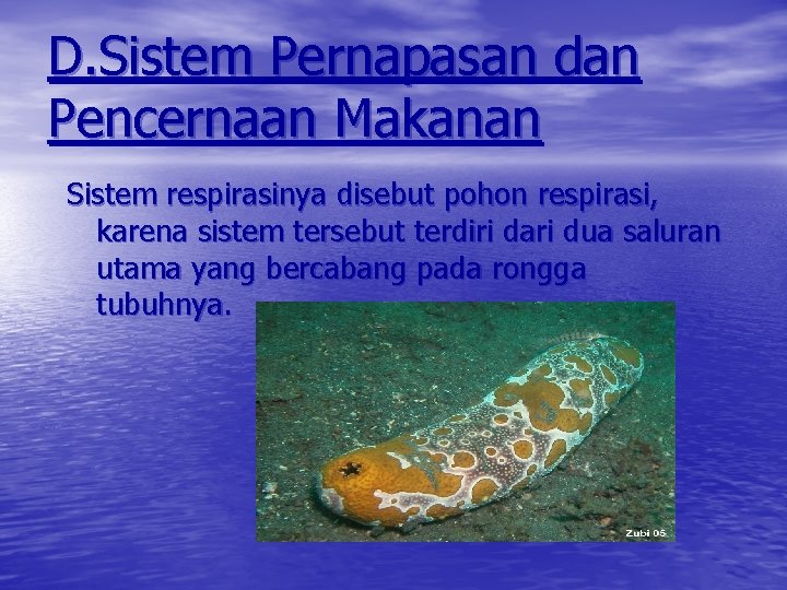 D. Sistem Pernapasan dan Pencernaan Makanan Sistem respirasinya disebut pohon respirasi, karena sistem tersebut