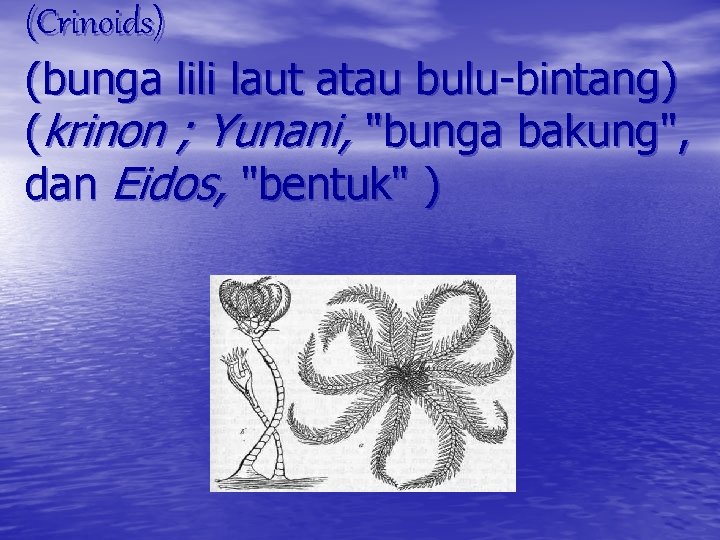 (Crinoids) (bunga lili laut atau bulu-bintang) (krinon ; Yunani, "bunga bakung", dan Eidos, "bentuk"