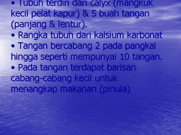  • Tubuh terdiri dari calyx (mangkuk kecil pelat kapur) & 5 buah tangan