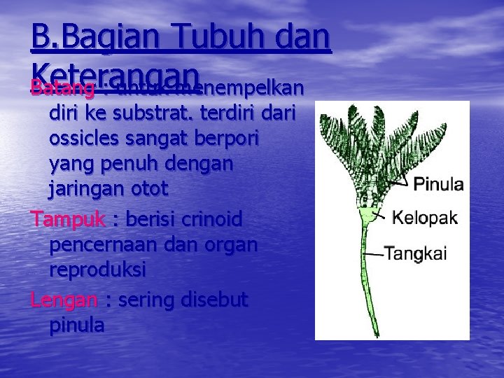 B. Bagian Tubuh dan Keterangan Batang : untuk menempelkan diri ke substrat. terdiri dari