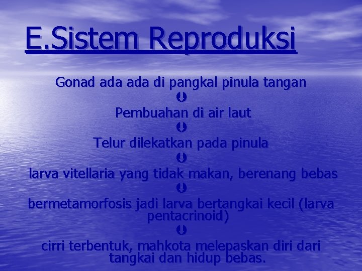 E. Sistem Reproduksi Gonad ada di pangkal pinula tangan Pembuahan di air laut Telur