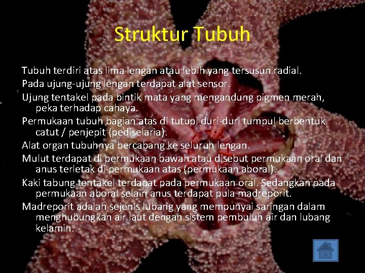 Struktur Tubuh terdiri atas lima lengan atau lebih yang tersusun radial. Pada ujung-ujung lengan