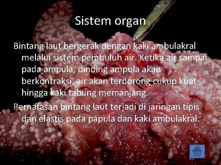 Sistem organ Bintang laut bergerak dengan kaki ambulakral melalui sistem pembuluh air. Ketika air