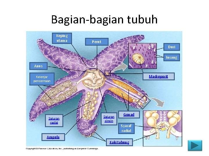Bagian-bagian tubuh Keping utama Perut Duri Insang Anus Madreporit Kelenjar pencernaan Saluran radial Saluran