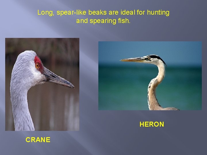 Long, spear-like beaks are ideal for hunting and spearing fish. HERON CRANE 
