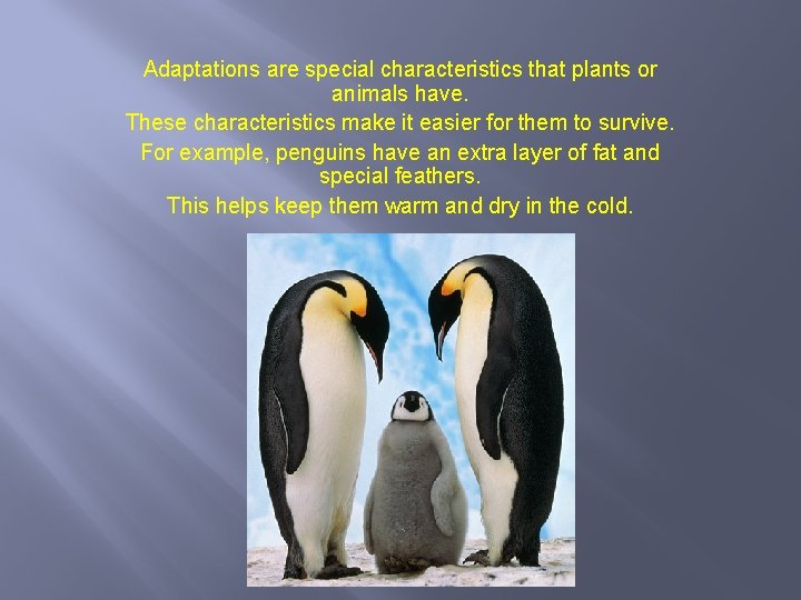 Adaptations are special characteristics that plants or animals have. These characteristics make it easier