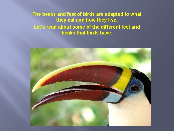 The beaks and feet of birds are adapted to what they eat and how