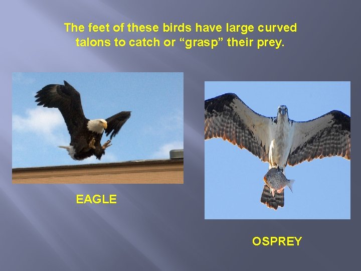 The feet of these birds have large curved talons to catch or “grasp” their