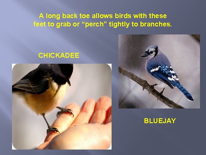 A long back toe allows birds with these feet to grab or “perch” tightly