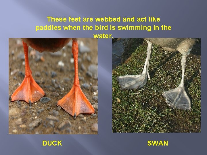 These feet are webbed and act like paddles when the bird is swimming in