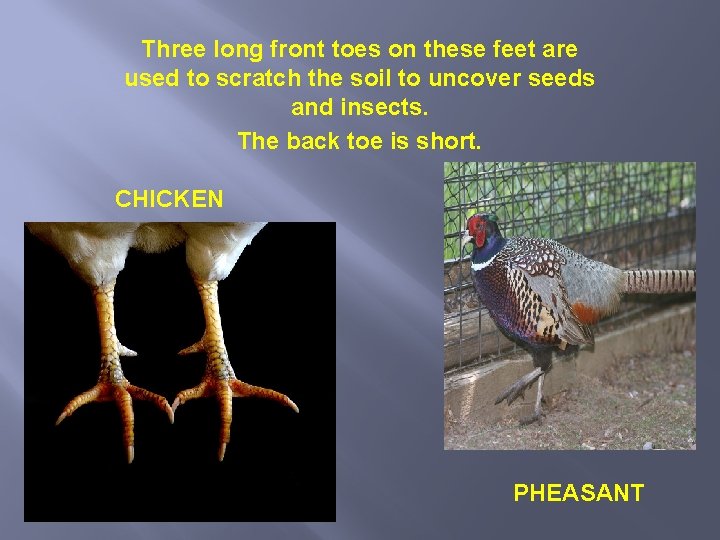 Three long front toes on these feet are used to scratch the soil to