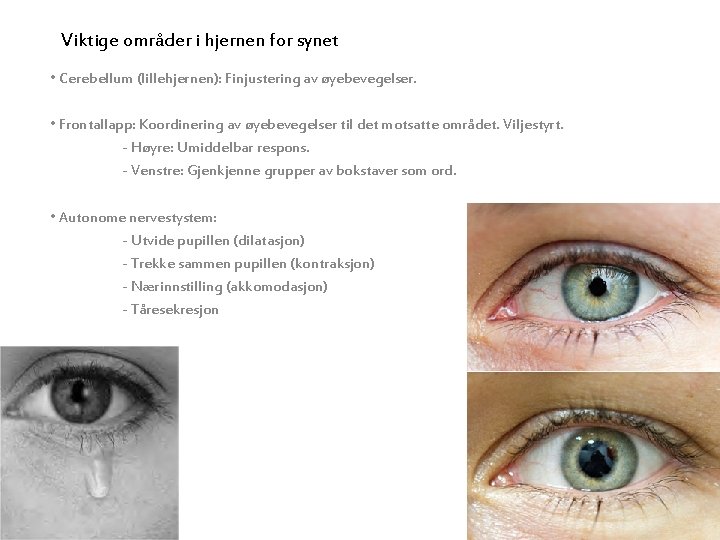 Viktige områder i hjernen for synet • Cerebellum (lillehjernen): Finjustering av øyebevegelser. • Frontallapp: