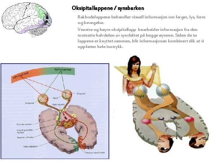 Oksipitallappene / synsbarken Bakhodelappene behandler visuell informasjon om farger, lys, form og bevegelse. Venstre