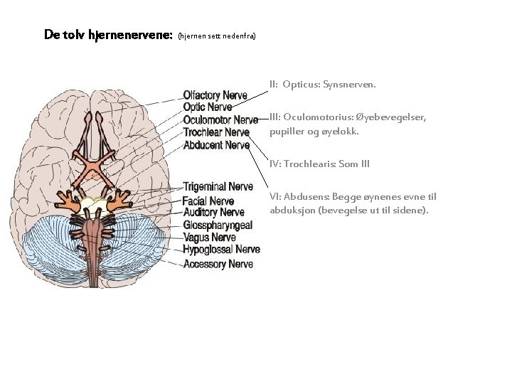 De tolv hjernenervene: (hjernen sett nedenfra) II: Opticus: Synsnerven. III: Oculomotorius: Øyebevegelser, pupiller og