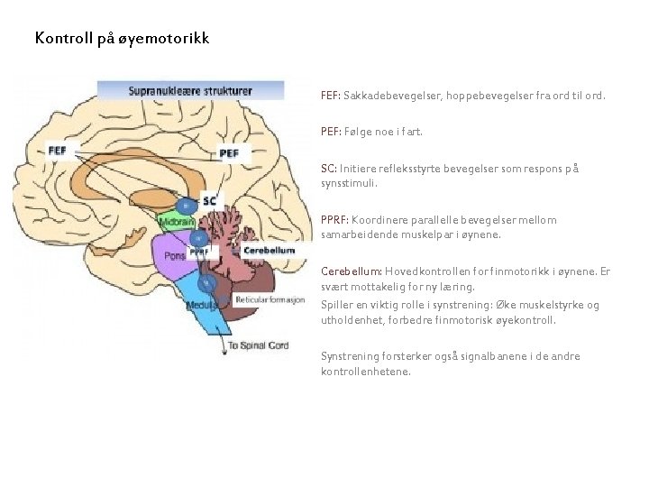 Kontroll på øyemotorikk FEF: Sakkadebevegelser, hoppebevegelser fra ord til ord. PEF: Følge noe i