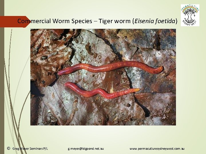 Commercial Worm Species – Tiger worm (Eisenia foetida) © Greg Meyer Seminars P/L g.