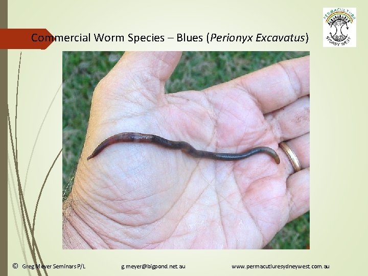 Commercial Worm Species – Blues (Perionyx Excavatus) © Greg Meyer Seminars P/L g. meyer@bigpond.