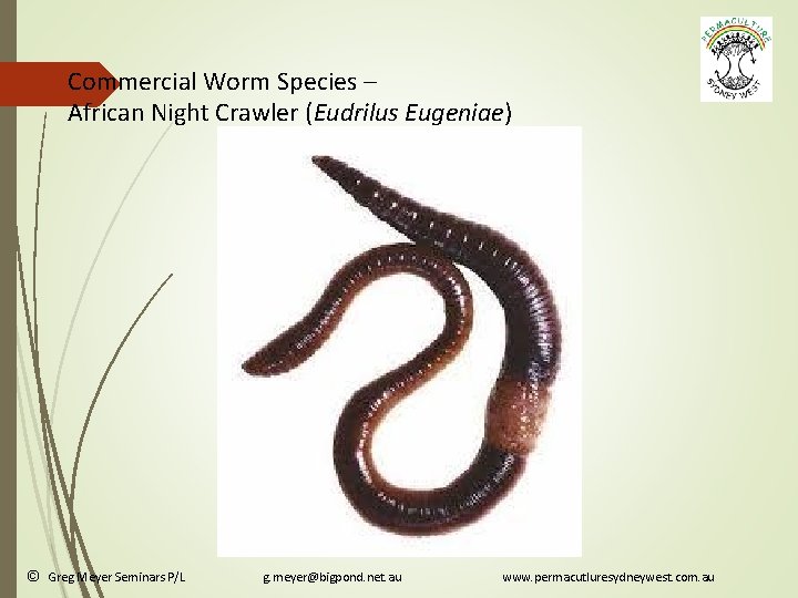 Commercial Worm Species – African Night Crawler (Eudrilus Eugeniae) © Greg Meyer Seminars P/L