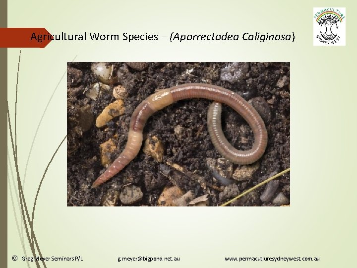 Agricultural Worm Species – (Aporrectodea Caliginosa) © Greg Meyer Seminars P/L g. meyer@bigpond. net.