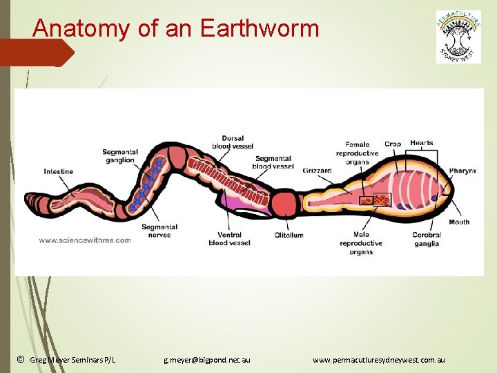 Anatomy of an Earthworm © Greg Meyer Seminars P/L g. meyer@bigpond. net. au www.