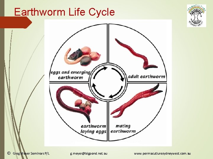 Earthworm Life Cycle © Greg Meyer Seminars P/L g. meyer@bigpond. net. au www. permacutluresydneywest.