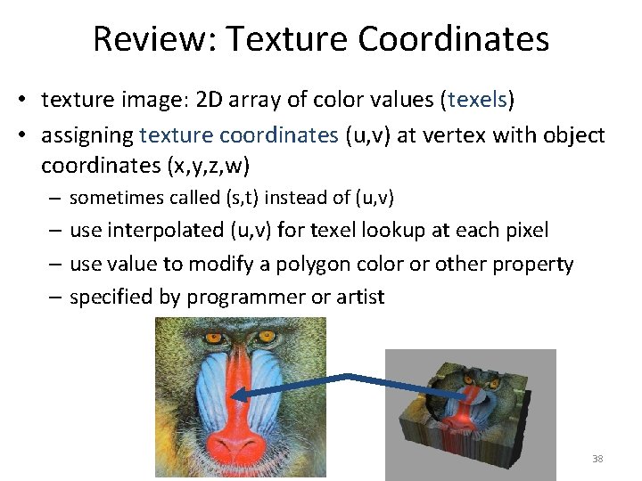 Review: Texture Coordinates • texture image: 2 D array of color values (texels) •