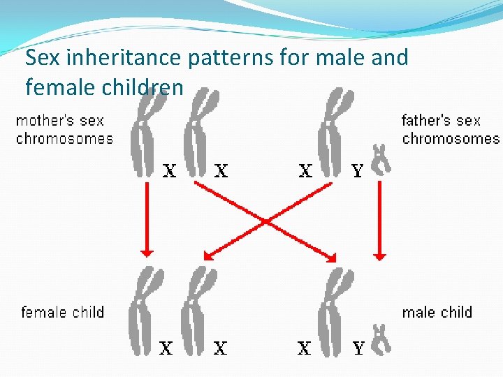 Sex inheritance patterns for male and female children 