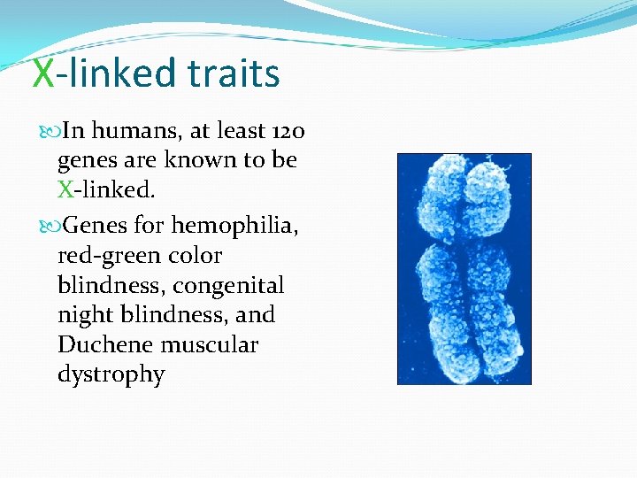 X-linked traits In humans, at least 120 genes are known to be X-linked. Genes
