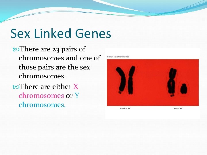 Sex Linked Genes There are 23 pairs of chromosomes and one of those pairs