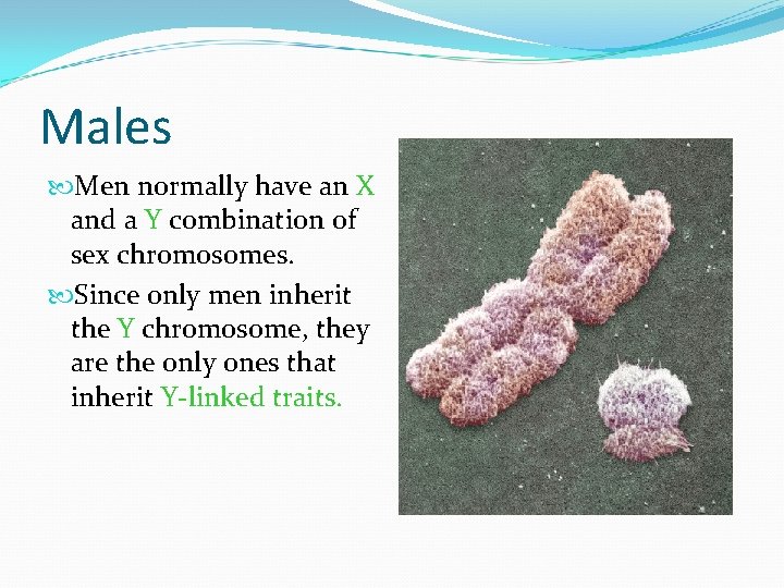 Males Men normally have an X and a Y combination of sex chromosomes. Since