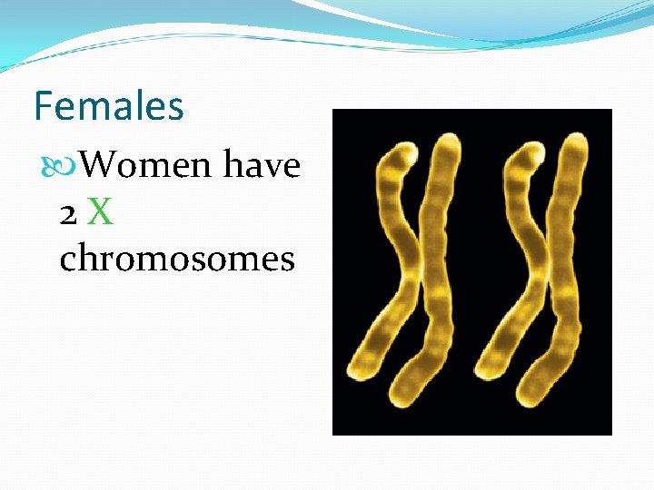 Females Women have 2 X chromosomes 