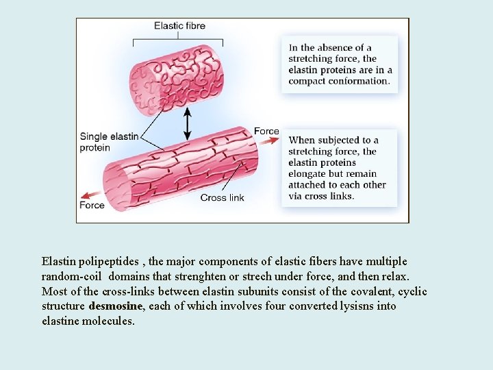 Elastin polipeptides , the major components of elastic fibers have multiple random-coil domains that